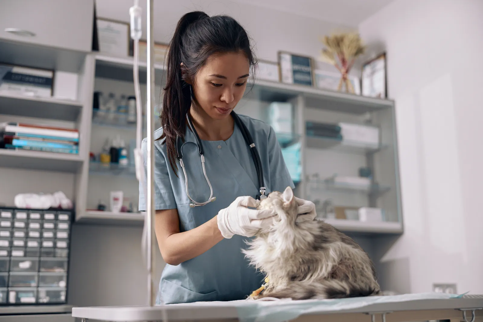 Veterinaria revisando a un gato en el consultorio